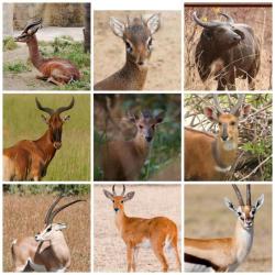 Plusieurs peaux Afrique antilope pickeleé Taxidermie taxidermy pour montage