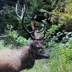 !!! ACTION CHASSE ALSACE GRAND CERF !!!