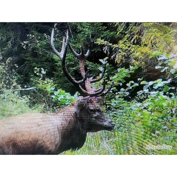 !!! ACTION CHASSE ALSACE GRAND CERF !!!