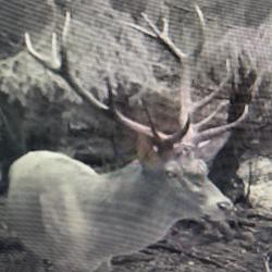 !!!  CHASSE ALSACE BAS RHIN  GRAND CERF !!!