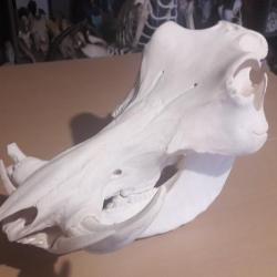 Crâne de phacochère ; Phacochoerus africanus #1212