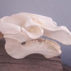 Réplique de crâne de Lamantin des Caraïbes ; Trichechus manatus