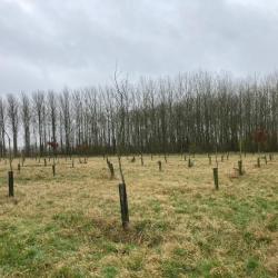 Parcelle boisée de jeunes chênes 1.2 ha (Nord)