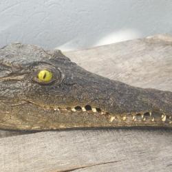 Taxidermie crâne de crocodile du Nil ; Crocodylus niloticus