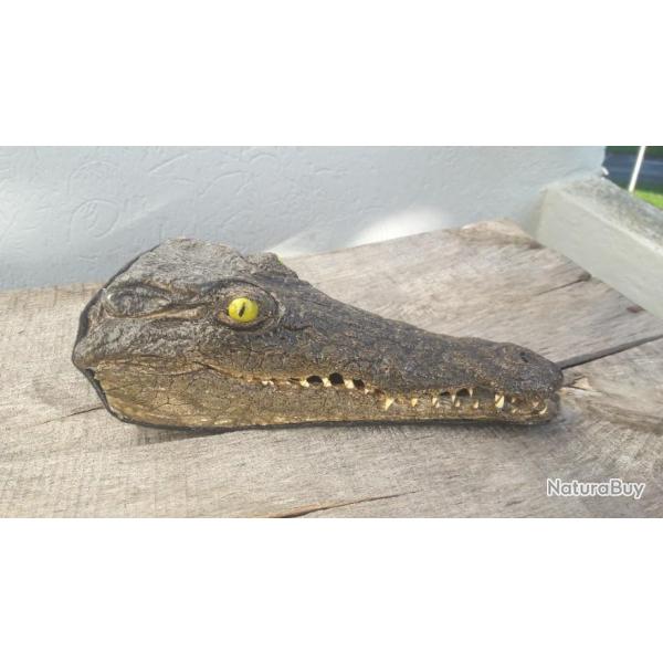Taxidermie crne de crocodile du Nil ; Crocodylus niloticus