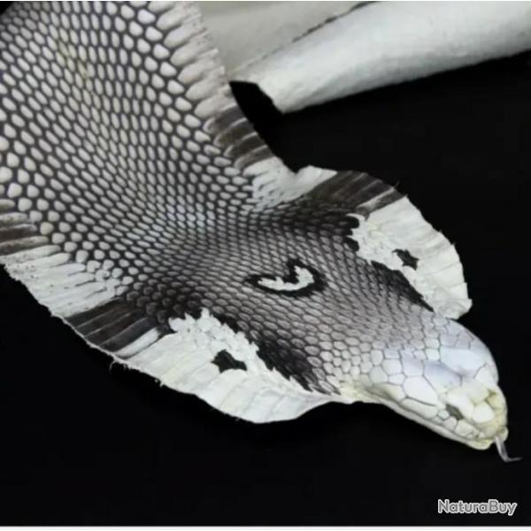 Vritable et magnifique peau de serpent cobra naturalise, cuir