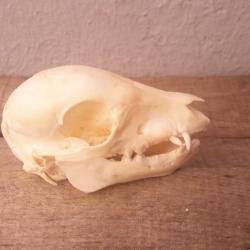 Crâne de porcelet + demi mâchoire