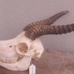 Crâne de Springbok ; Antidorcas marsupialis #01