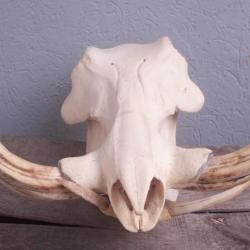 Crâne de phacochère XXL ; Phacochoerus africanus