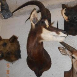 ancien TROPHÉE hypotrague TAXIDERMIE  chasse objet déco