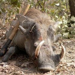 CHASSE SENEGAL A LA PALMERAIE