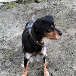 Saillie épagneul breton tricolore