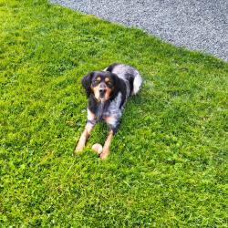 Saillie épagneul breton tricolore