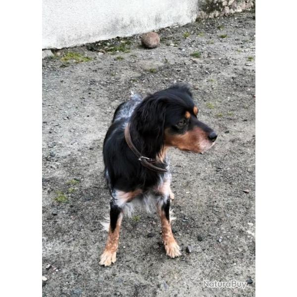 Saillie pagneul breton tricolore