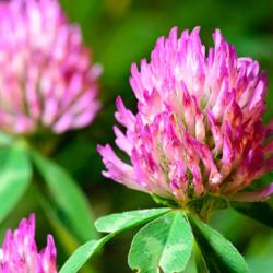 1000 Graines de Trèfle Rouge - plante médicinale - jardin potager- semences paysannes reproductibles