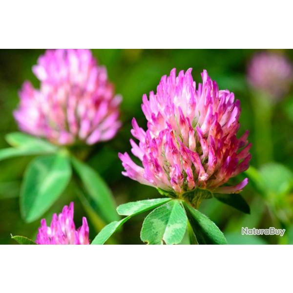 1000 Graines de Trfle Rouge - plante mdicinale - jardin potager- semences paysannes reproductibles