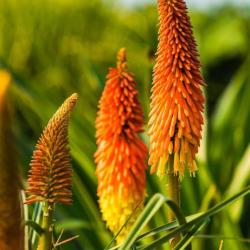 60 Graines de Tritome - Faux Aloé - Kniphofia - Grandes fleurs ornementales