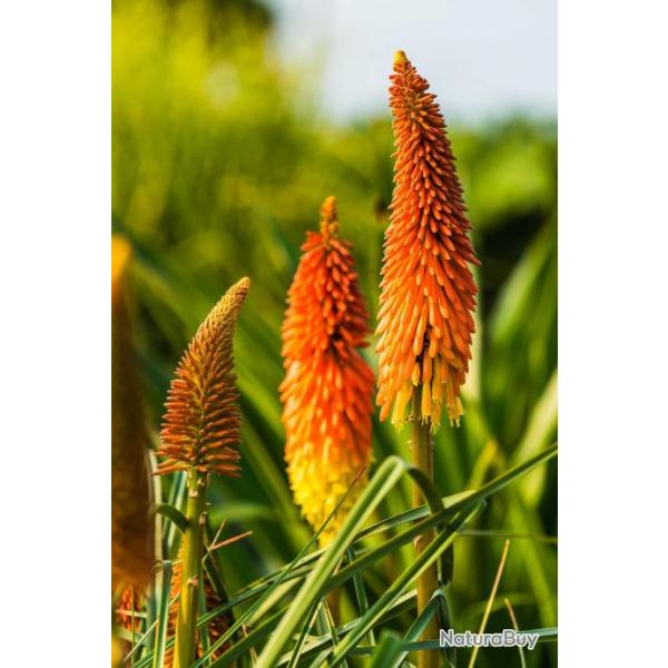 60 Graines de Tritome - Faux Alo - Kniphofia - Grandes fleurs ornementales