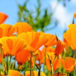150 Graines de Pavot de Californie- fleurs mellifères - semences paysannes reproductibles - SemiSauv