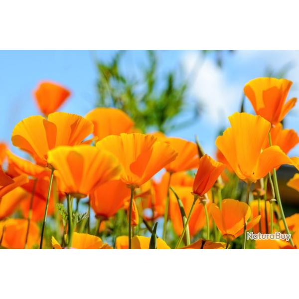 150 Graines de Pavot de Californie- fleurs mellifres - semences paysannes reproductibles - SemiSauv