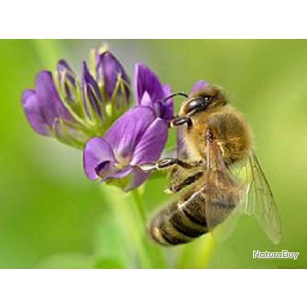 1500 Graines de Luzerne - plante mellifre engrais vert - semences paysannes reproductibles - SemiSa