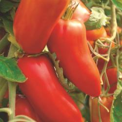 50 Graines de Tomate San Marzano - légumes semis potager - semences paysannes reproductibles - SemiS