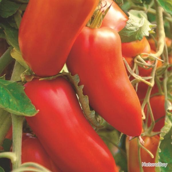 50 Graines de Tomate San Marzano - lgumes semis potager - semences paysannes reproductibles - SemiS