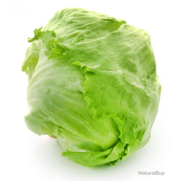 150 Graines de Laitue Iceberg - salade potagre - semences paysannes reproductibles - SemiSauvage