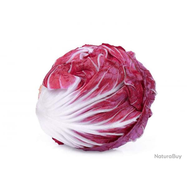 250 Graines de Chicore  Feuilles Rouges - salade potagre - semences paysannes reproductibles - Se