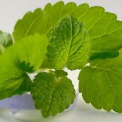 200 Graines de Mélisse Officinale - plante aromatique jardin potager - semences paysannes reproducti
