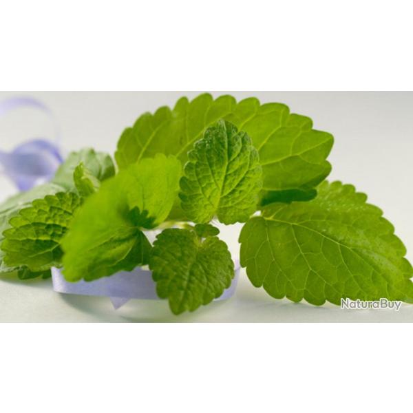 200 Graines de Mlisse Officinale - plante aromatique jardin potager - semences paysannes reproducti