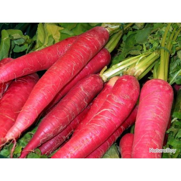 250 Graines de Radis oriental Rose - lgumes jardins- semences paysannes reproductibles - SemiSauvag