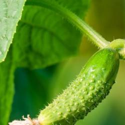 50 Graines de Cornichon vert de Paris - plante légume- semences paysannes reproductibles - SemiSauva
