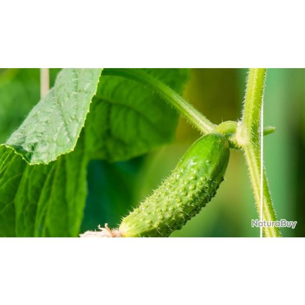 50 Graines de Cornichon vert de Paris - plante lgume- semences paysannes reproductibles - SemiSauva