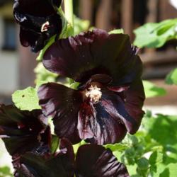 35 Graines de Rose Trémière Noire - fleurs jardins ornement - semences paysannes reproductibles - Se