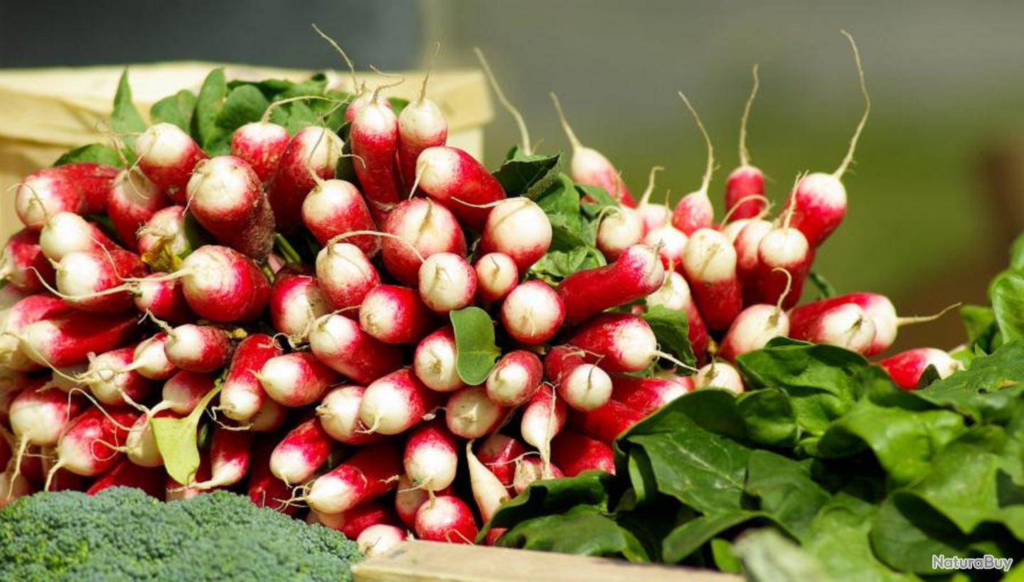 Graines De Salsifis Énorme - 35 Semences Paysannes Reproductibles - Légume Ancien Pour Potager Et Permaculture