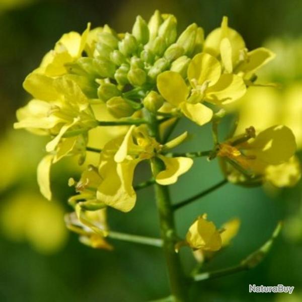 500 Graines de Moutarde Noire - plantes aromatique potager- semences paysannes reproductibles - Semi