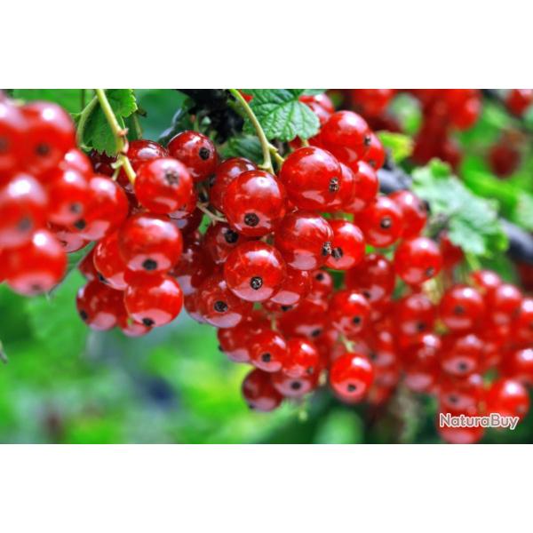 50 Graines de Groseillier  grappe Rouge - fruit potager - semences paysannes reproductibles - SemiS