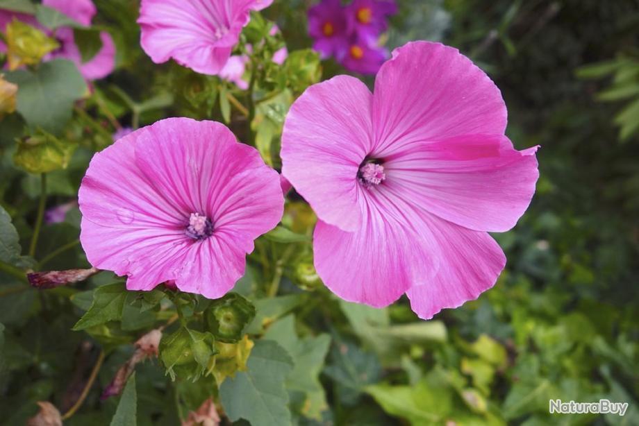 PAVOT SOMNIFÈRE Rose à Fleurs Simples - Graines paysannes