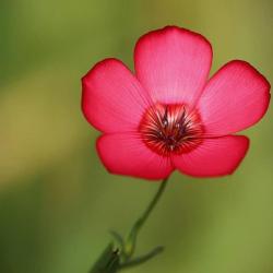 150 Graines de Lin à Grandes Fleurs Rouge - semences paysannes reproductibles - SemiSauvage