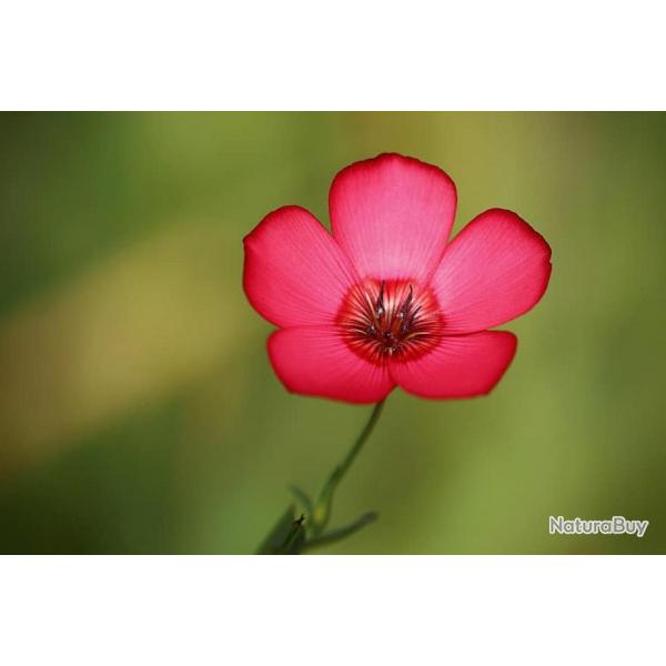 150 Graines de Lin  Grandes Fleurs Rouge - semences paysannes reproductibles - SemiSauvage
