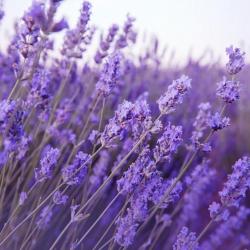 100 Graines de Lavande - fleurs plante jardin potager- semences paysannes reproductibles - SemiSauva