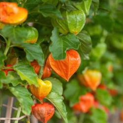 100 Graines de Physalis - jardins potager fruits - semences paysannes reproductibles - SemiSauvage