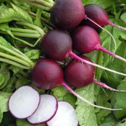 300 Graines de Radis Rond Violet - légumes ancien - semences paysannes reproductibles - SemiSauvage