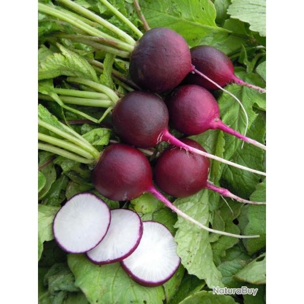300 Graines de Radis Rond Violet - lgumes ancien - semences paysannes reproductibles - SemiSauvage