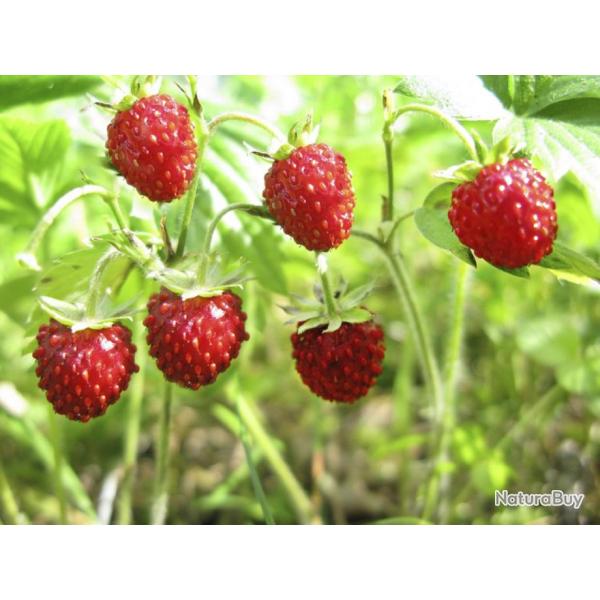 100 Graines de Fraise des bois - fruit rouge jardin- semences paysannes reproductibles - SemiSauvage