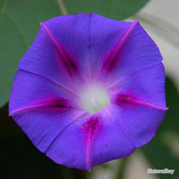 40 Graines d'Ipome pourpre - fleurs grimpante jardins potager - semences paysannes reproductibles -