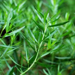 500 Graines d'Estragon - plante aromatique - herbe jardin potager - semences paysannes reproductible