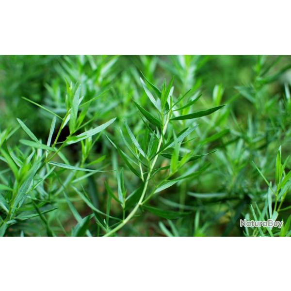 500 Graines d'Estragon - plante aromatique - herbe jardin potager - semences paysannes reproductible