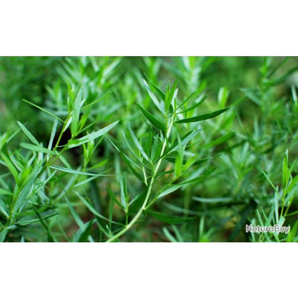 500 Graines d'Estragon - plante aromatique - herbe jardin potager - semences paysannes reproductible